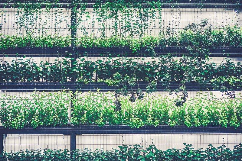DIY Vertical Farming: A Guide to Grow Your Own Food