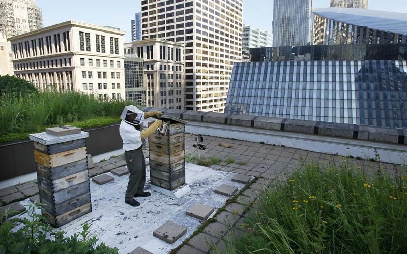 Urban Beekeeping: A City-Dweller’s Guide to Honey Making